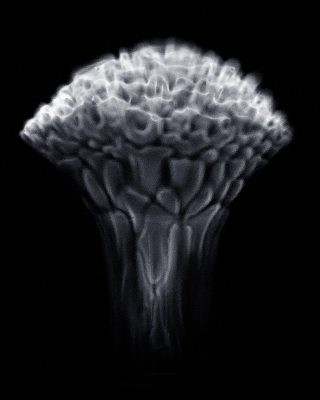 Illustration for article titled Booze Exploding at High Speeds Looks Like a Beautiful Brain Scan